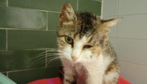 Cercasi nuova casa per una gattina