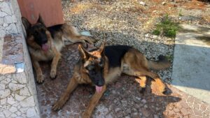 Cani smarriti a Montecilfone