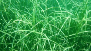 La ricchezza della biodiversità: i prati di cymodocea